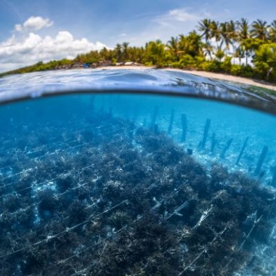 View through water to rows of plants on the sea floor with a beach and palm trees in the background